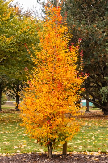 Парротія перська Персіан Спаєр|Parrotia persica Persian Spire|Парротия персидская Персиан Спаер 